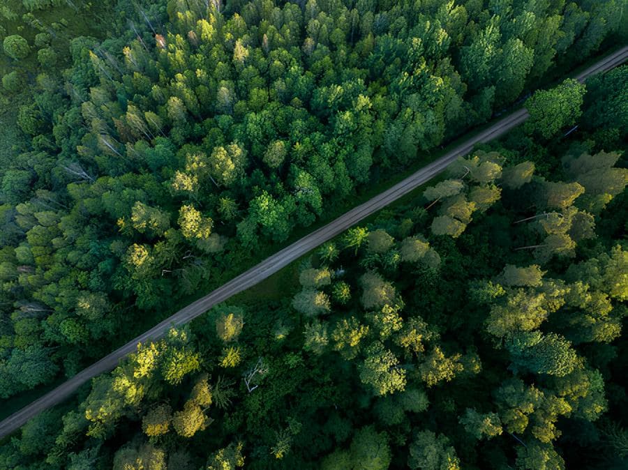 Aerial view of forest