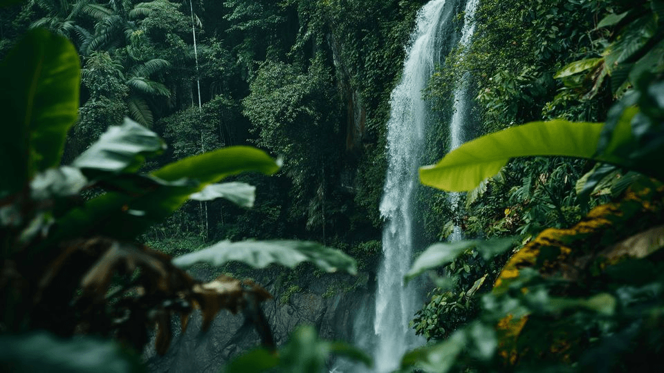 Waterfall in lush forest
