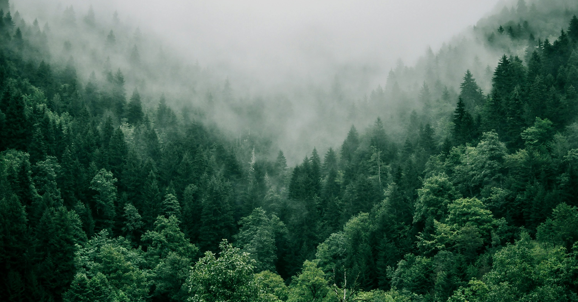 Misty forest